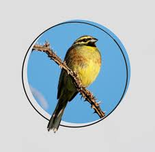 Image result for Emberiza cirlus
