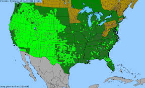 Attēlu rezultāti vaicājumam “Stemonitopsis hyperopta var. landewaldii macro”