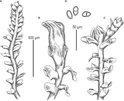 Attēlu rezultāti vaicājumam “Cephaloziella elachista”