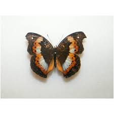 Attēlu rezultāti vaicājumam “Argynnis laodice male”