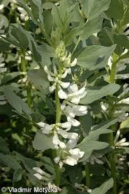 Attēlu rezultāti vaicājumam “Vicia faba flower”