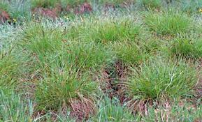 Attēlu rezultāti vaicājumam “Carex appropinquata”