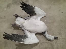 Attēlu rezultāti vaicājumam “Anser anser juvenile”