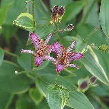 Image result for Tricyrtis `Black Beauty`