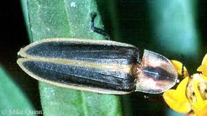 Attēlu rezultāti vaicājumam “Lampyridae”