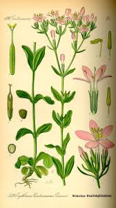 Image result for Centaurium erythraea