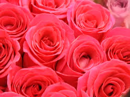 Image result for FOTO ROSA