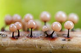 Attēlu rezultāti vaicājumam “Lamproderma debile spores”