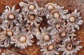 Attēlu rezultāti vaicājumam “Diderma umbilicatum spores”