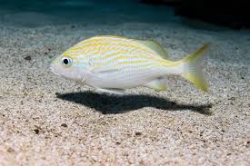 Image result for Haemulon flavolineatum