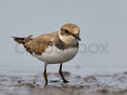 Attēlu rezultāti vaicājumam “Charadrius dubius”