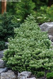 Attēlu rezultāti vaicājumam “Abies koreana”