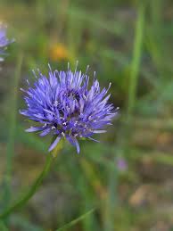 Attēlu rezultāti vaicājumam “Jasione montana leaf”