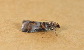 Attēlu rezultāti vaicājumam “Acrobasis advenella”