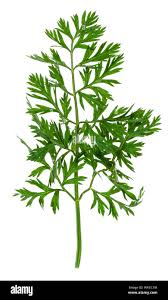 Attēlu rezultāti vaicājumam “Daucus carota subsp. carota”