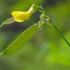 Attēlu rezultāti vaicājumam “Lathyrus pratensis flower”
