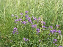 Attēlu rezultāti vaicājumam “Campanula glomerata”