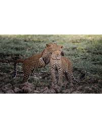 Attēlu rezultāti vaicājumam “Lycogala leopardinum young”