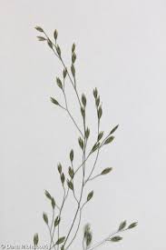 Attēlu rezultāti vaicājumam “Poa nemoralis fruit”