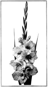 Attēlu rezultāti vaicājumam “Gladiolus imbricatus fruit”