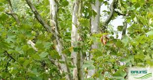 Attēlu rezultāti vaicājumam “Platanus x hispanica (syn. Platanus x acerifolia)”
