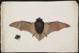 Attēlu rezultāti vaicājumam “Eptesicus nilssonii”