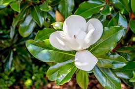 Attēlu rezultāti vaicājumam “Magnolia”