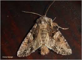 Attēlu rezultāti vaicājumam “Lacanobia contigua”