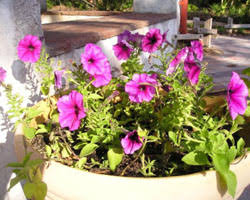 Image result for Petunia hybrida