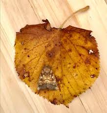 Attēlu rezultāti vaicājumam “Gortyna flavago”