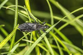 Attēlu rezultāti vaicājumam “Reduvius personatus”