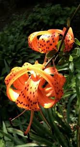 Attēlu rezultāti vaicājumam “Lilium lancifolium”