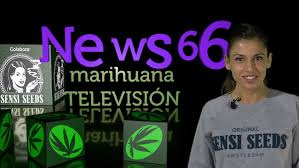 Resultado de imagen para la marihuana channel