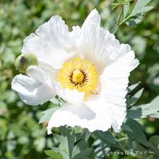 Image result for Romneya coulteri