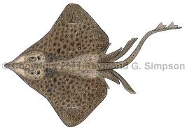 Image result for Dipturus intermedius