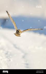 Attēlu rezultāti vaicājumam “Asio flammeus adult”