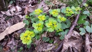 Attēlu rezultāti vaicājumam “Chrysosplenium alternifolium”
