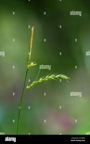 Attēlu rezultāti vaicājumam “Carex sylvatica fruit”