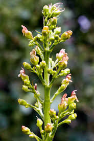 Attēlu rezultāti vaicājumam “Scrophularia umbrosa flower”