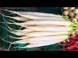 Image result for Raphanus sativus ssp. Oleiformes