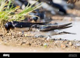 Attēlu rezultāti vaicājumam “Delichon urbicum adult”