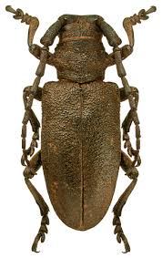 Attēlu rezultāti vaicājumam “Lamia textor”