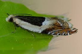 Attēlu rezultāti vaicājumam “Ancylis badiana”