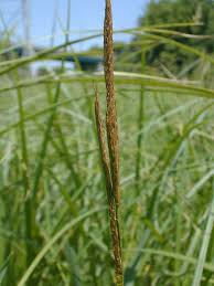 Attēlu rezultāti vaicājumam “Trichia scabra sessile”