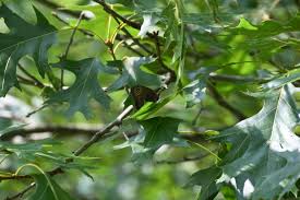 Attēlu rezultāti vaicājumam “Quercus rubra”