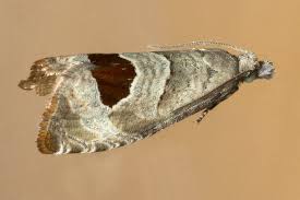 Attēlu rezultāti vaicājumam “Notocelia uddmanniana”