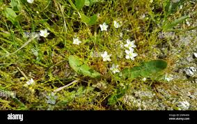 Attēlu rezultāti vaicājumam “Sagina nodosa”