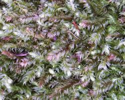 Attēlu rezultāti vaicājumam “Pseudotaxiphyllum elegans macro”