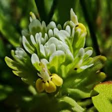 Attēlu rezultāti vaicājumam “Trichia ambigua macro”