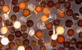 Attēlu rezultāti vaicājumam “Tubifera applanata spores”